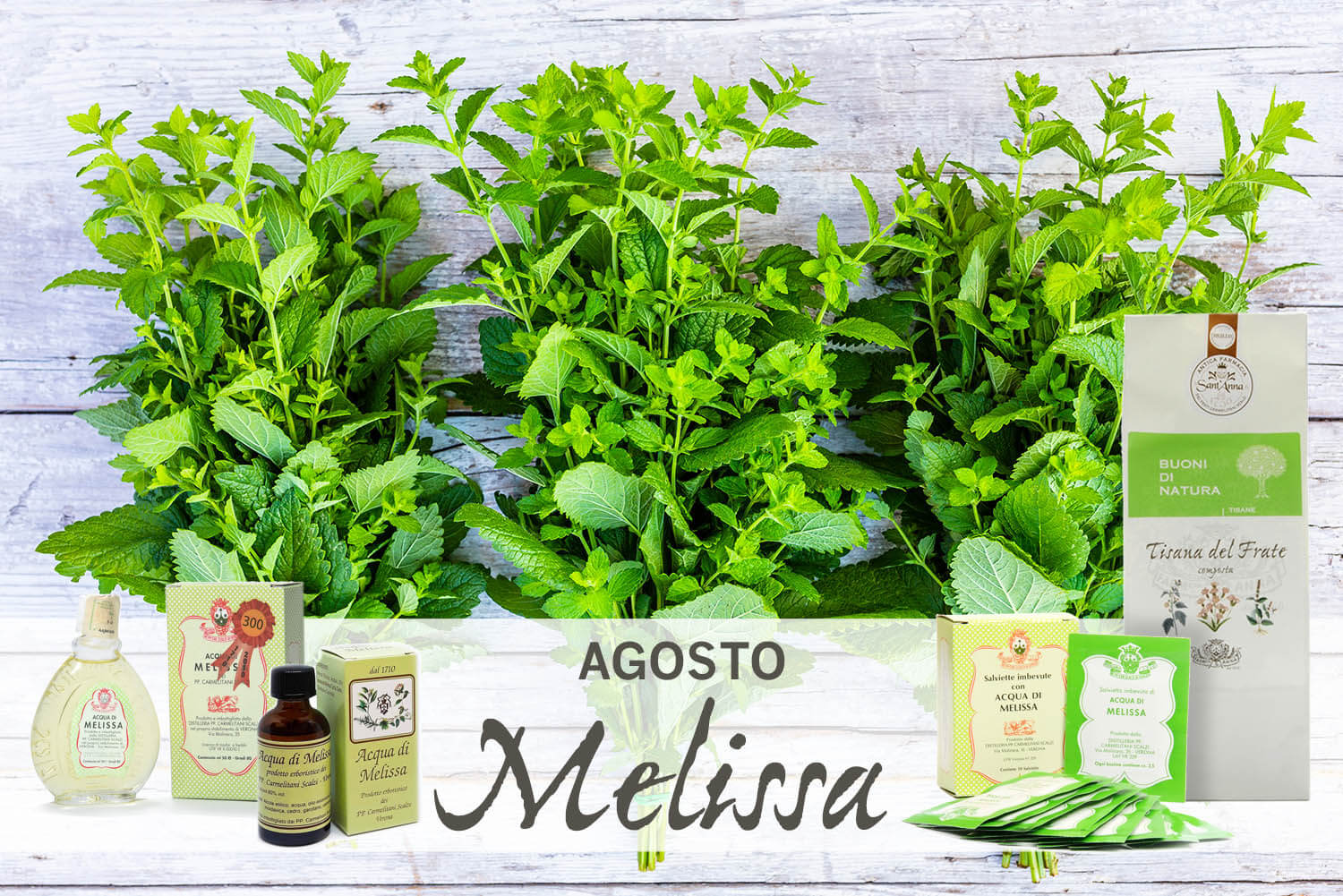 Fresh  melissa herbs prepared for drying.