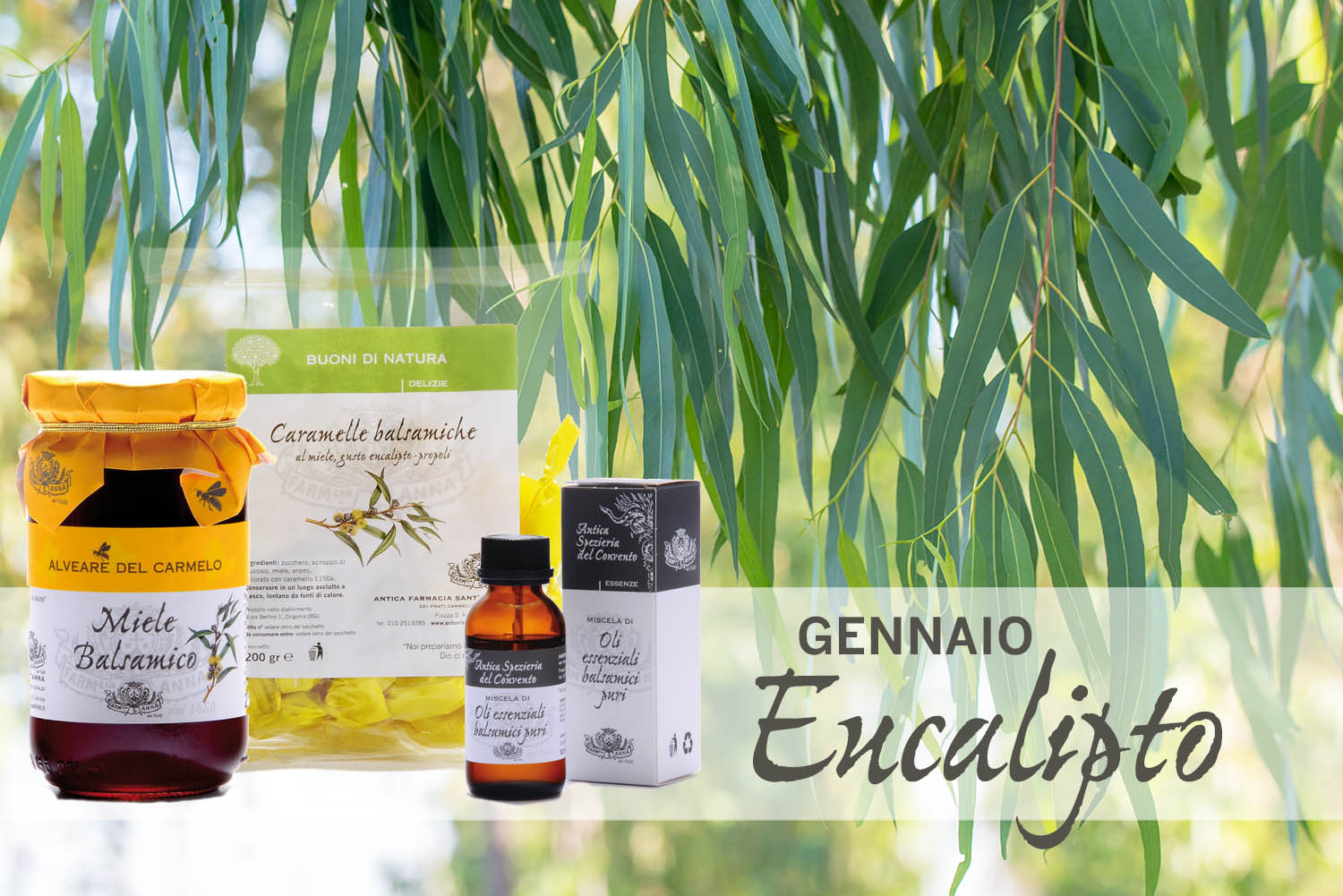 Eucalyptus leaves. branch eucalyptus tree nature background