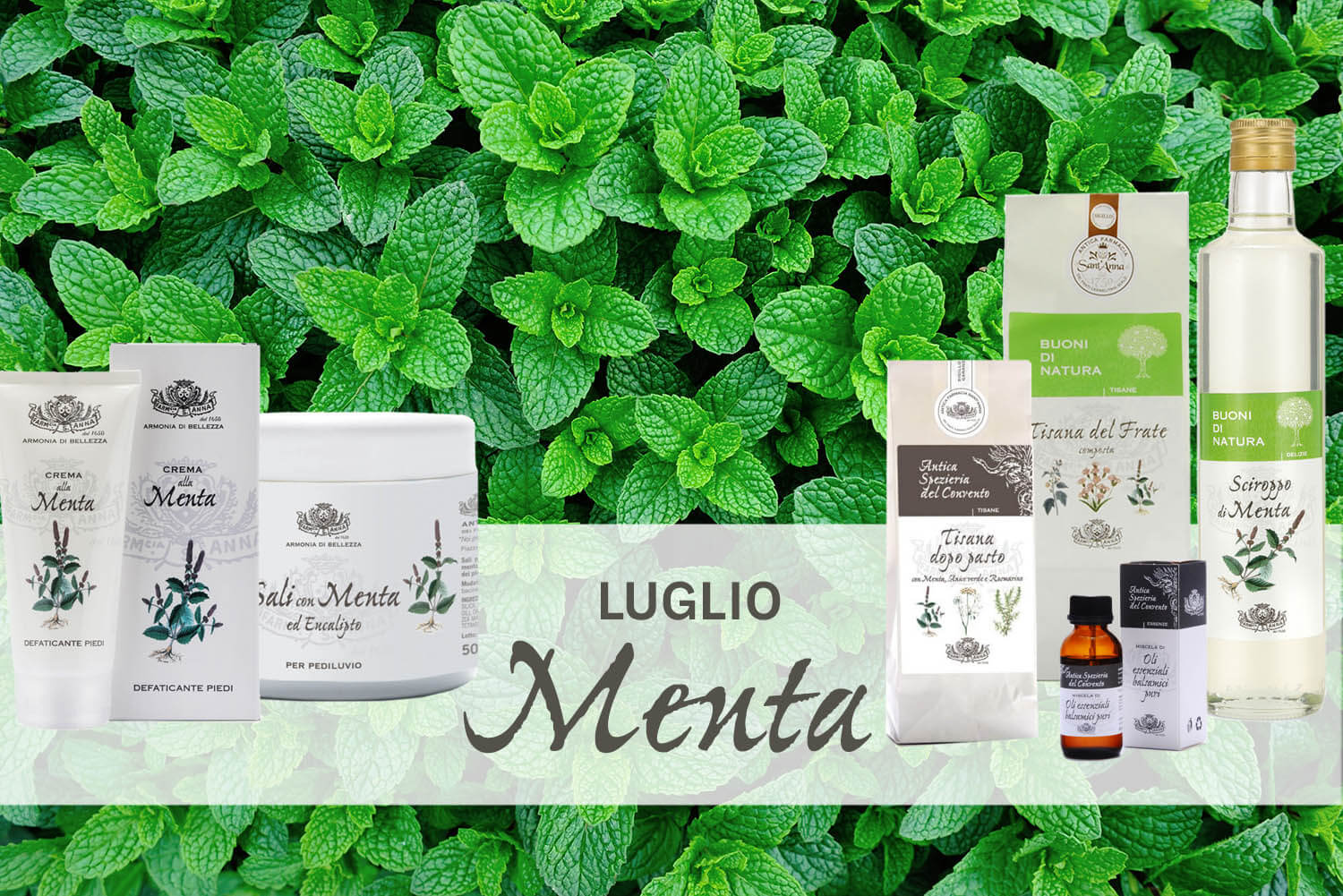 green mint plant in growth at vegetable garden