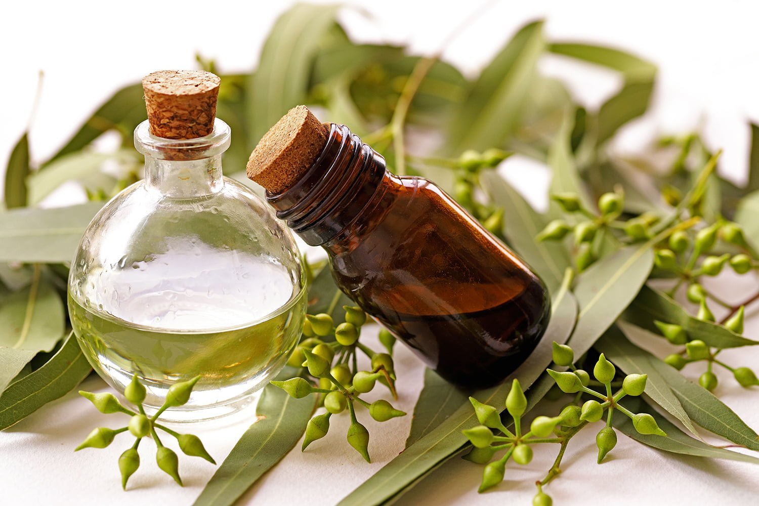Eucalyptus plant and eucalyptus oil in bottle on white backgroun