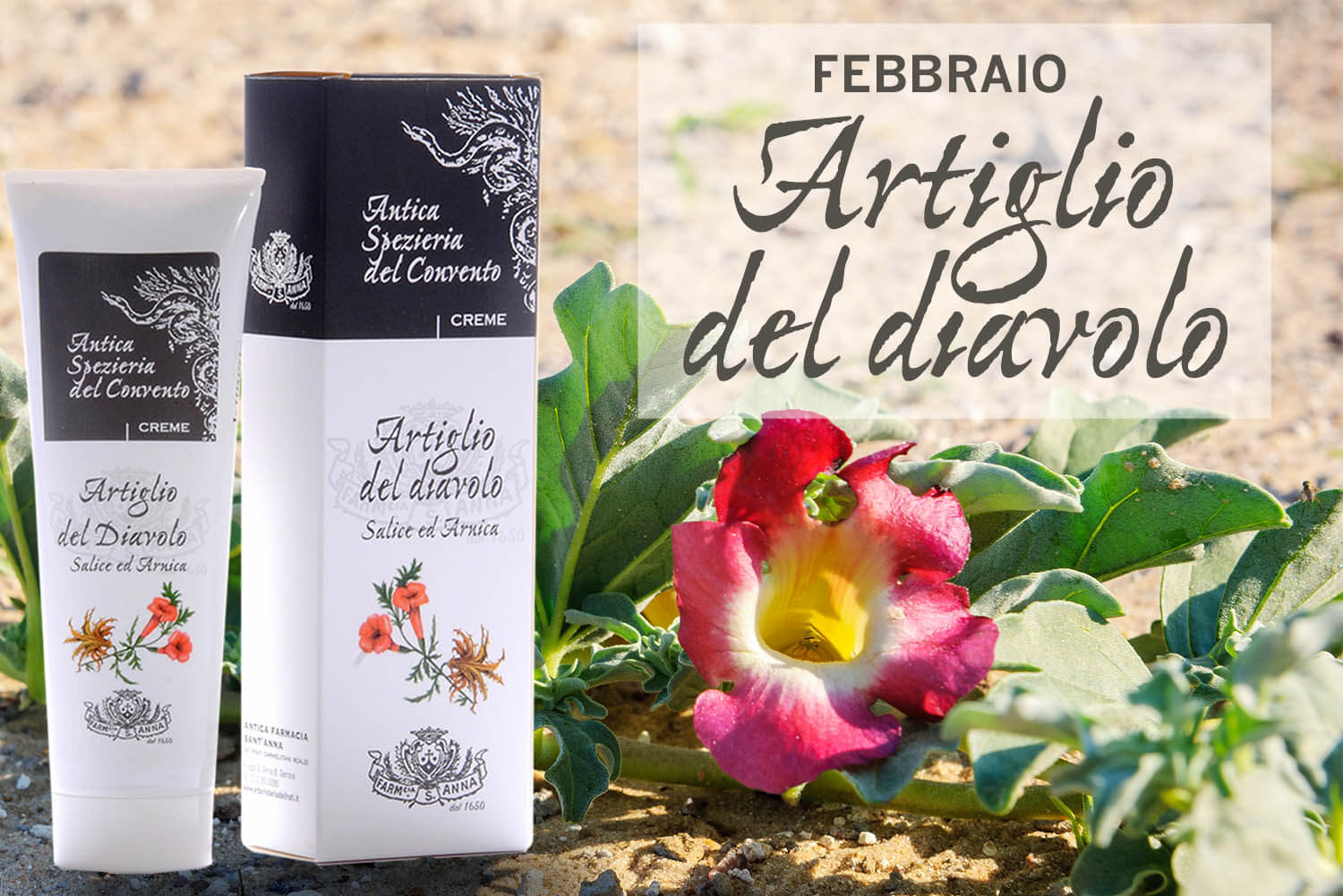 Devil’s Claw (Harpagophytum procumbens) medicinal plant and fl