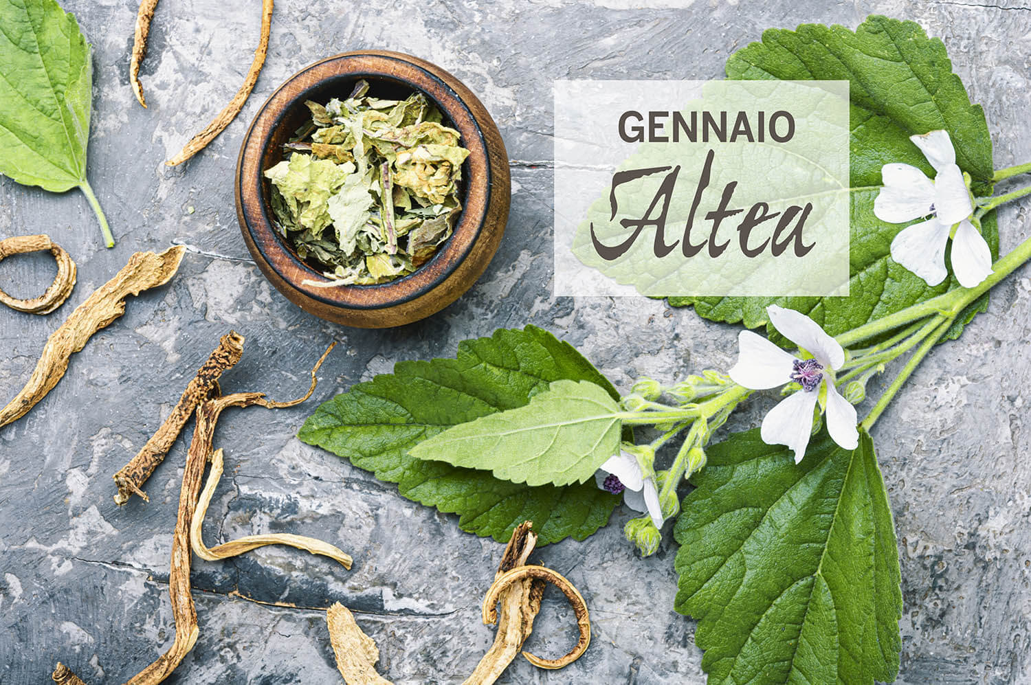 Medicinal plant althaea