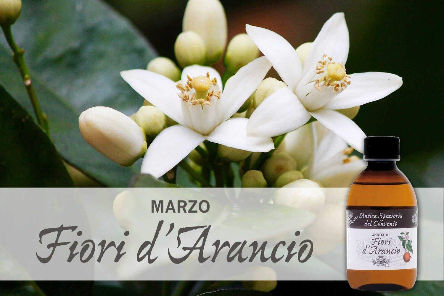 Fiori di arancio