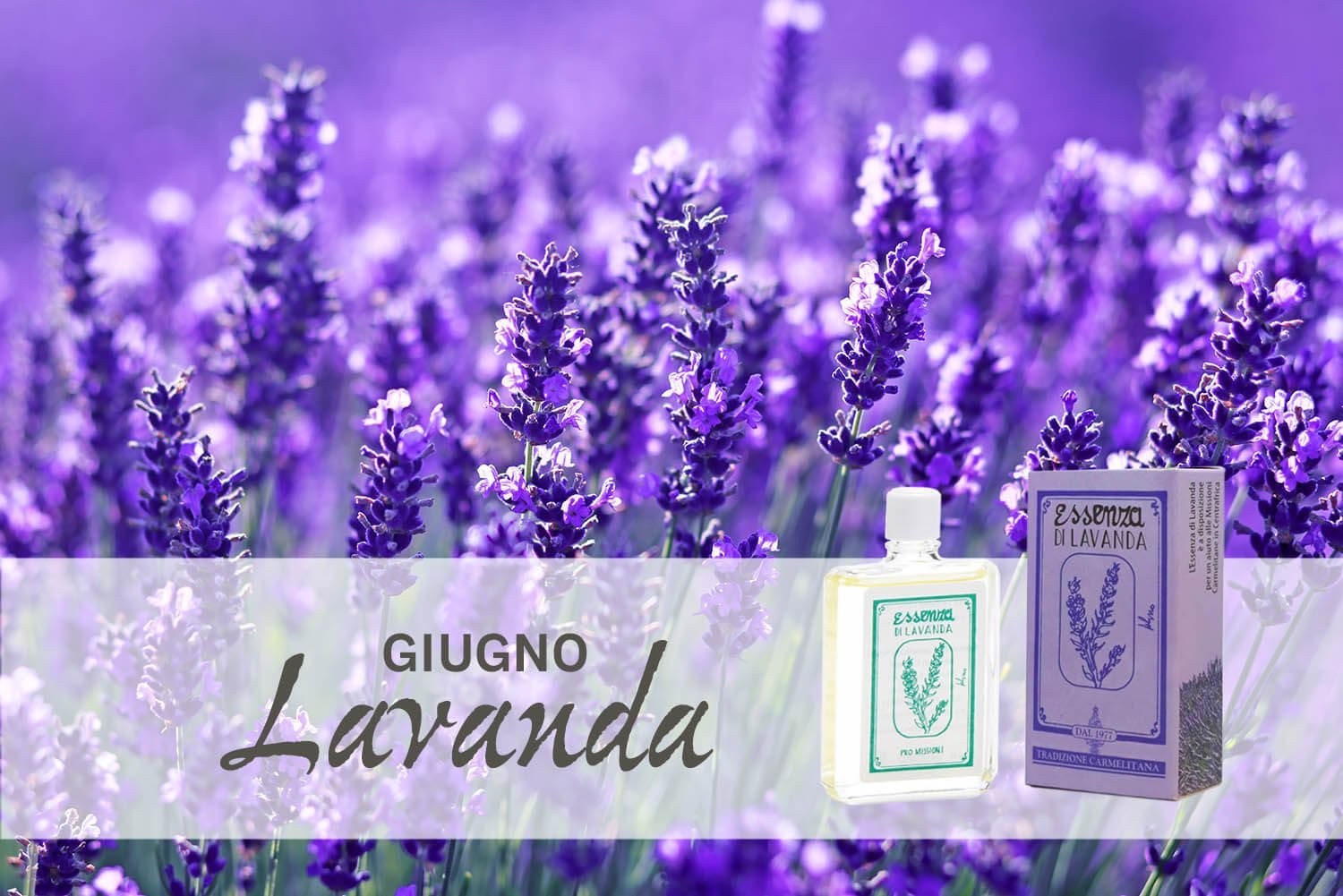 close up shot of lavender flowers