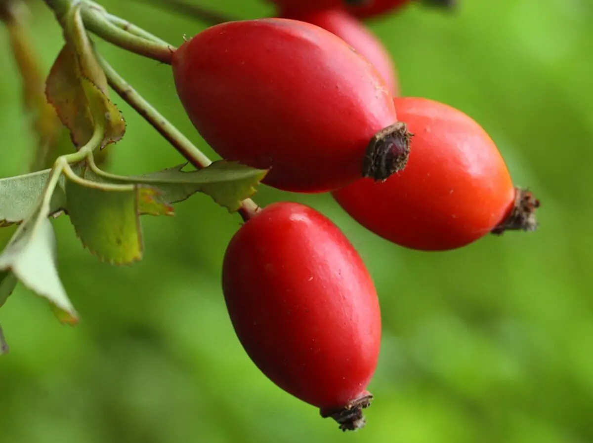 Rosa Canina Intera 1kg - 100% Naturale, Ricca Di Vitamina C, Per T&egrave;, Muesli E Ricette